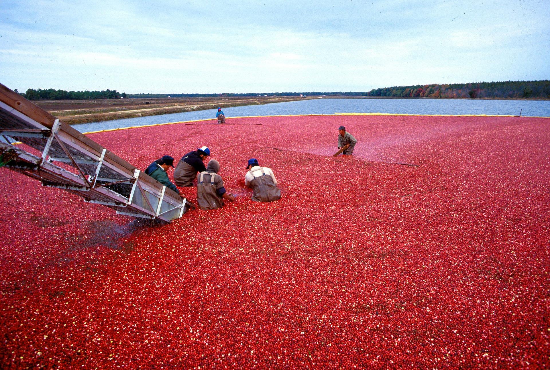 harvesting berries